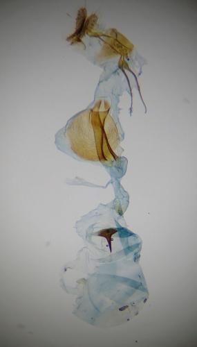 Dichrorampha vancouverana